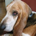 Basset Hound