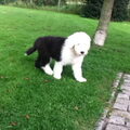 kapper!