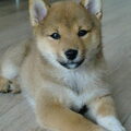 Shiba Inu