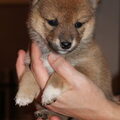 Shiba Inu