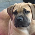 Boerboel