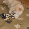 Chow chow