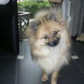 Dwergkeeshond