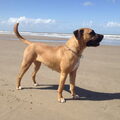 Dogo Canario