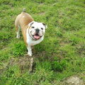 Engelse Bulldog