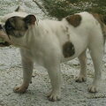 Engelse Bulldog