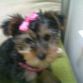 Yorkshire Terrier
