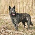 Hollandse Herdershond, korthaar