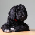 Barbet