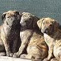 Boerboel