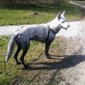 Zwitserse Witte Herdershond