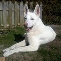 Zwitserse Witte Herdershond