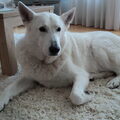 Zwitserse Witte Herdershond