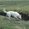 Zwitserse Witte Herdershond