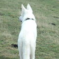 Zwitserse Witte Herdershond