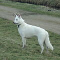 Zwitserse Witte Herdershond