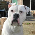 Amerikaanse Bulldog