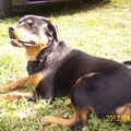 Rottweiler