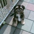 Tibetaanse Terrier