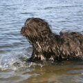 Tibetaanse Terrier