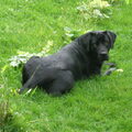 Labrador Retriever