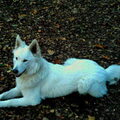 Zwitserse Witte Herder