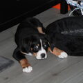 Grote Zwitserse Sennenhond
