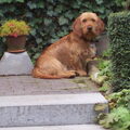 Basset Fauve de Bretagne