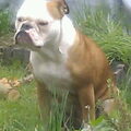 Old English Bulldog