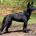 Australian Kelpie