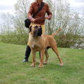 Boerboel