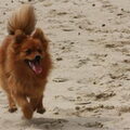 Keeshond, Klein