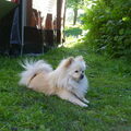 Keeshond, Dwerg