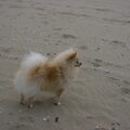 Keeshond, Dwerg