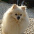 Keeshond, Dwerg