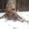 American Staffordshire Terrier