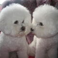 Bichon Frise