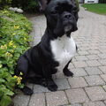 Franse Bulldog