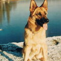 Duitse Herder