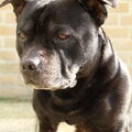 Staffordshire Bull Terrier