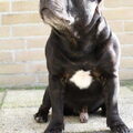Staffordshire Bull Terrier