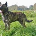 Hollandse Herdershond, korthaar