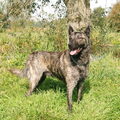 Hollandse Herdershond, korthaar