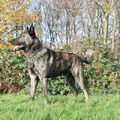 Hollandse Herdershond, korthaar