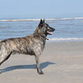 Hollandse Herdershond, korthaar