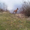 Mechelse Herder