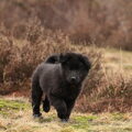 IJslandse Hond