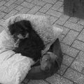 Indy pikt het mandje in van Bibi, het hondje van mijn ouders. Vervolgens sleept Bibi het kussen van Indy over het mandje waar Indy in ligt en gaat er bovenop zitten. Wat een stel! 