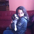 Cavalier King Charles Spaniel