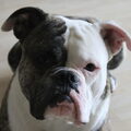 Amerikaanse Bulldog